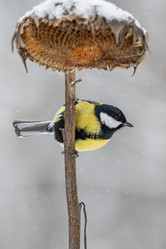 Similar image 21752033