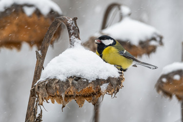 Similar image 21752034