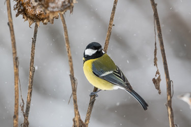 Similar image 21752035