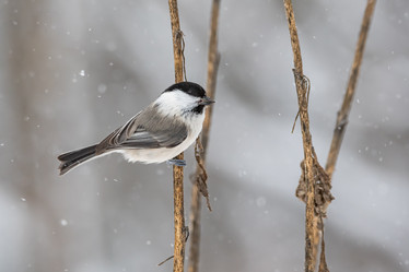 Similar image 21752036