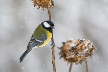 Similar image 21752038