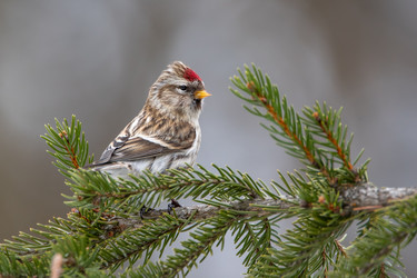 Similar image 21752043