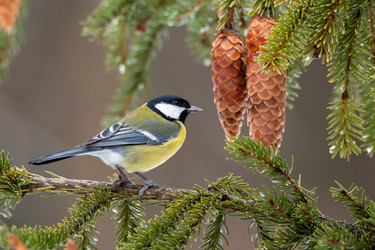 Similar image 21752044