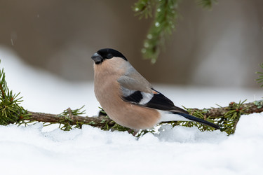 Similar image 21752214