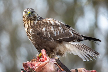 Similar image 21751862