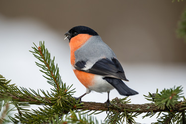 Similar image 21752220