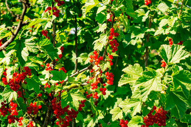 Similar image 21757429