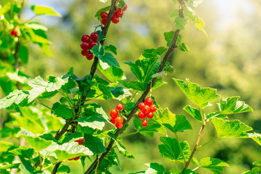 Similar image 21752737