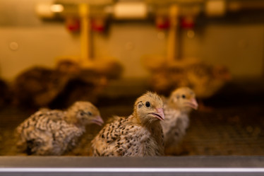 Similar image 21752740