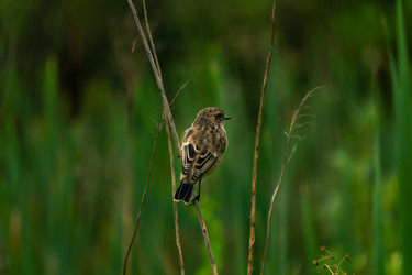 Similar image 21752769