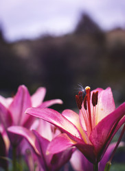 Similar image 21753599