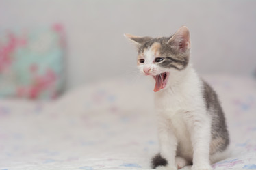 Similar image 21756839