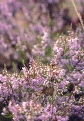 Similar image 21757592