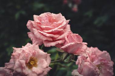 Similar image 21757594