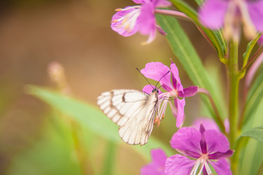 Similar image 21760841