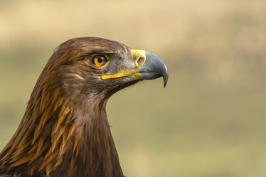 Similar image 21760853