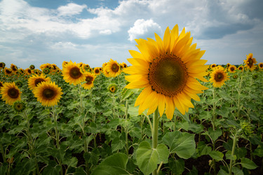 Similar image 21761609