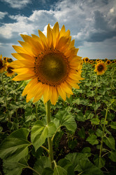 Similar image 21761043