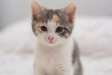 Similar image 21760880