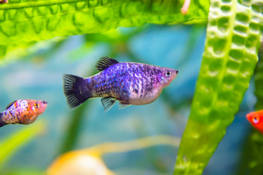 Similar image 21760931