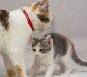 Similar image 21761789