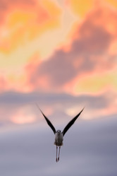 Similar image 21763438