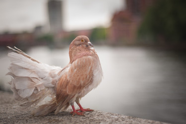 Similar image 21763460