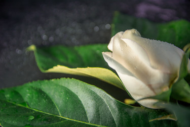 Similar image 21763461