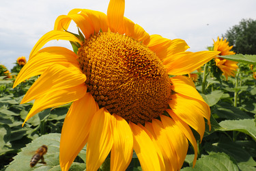 Similar image 21765931