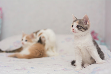 Similar image 21764650