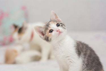 Similar image 21765446