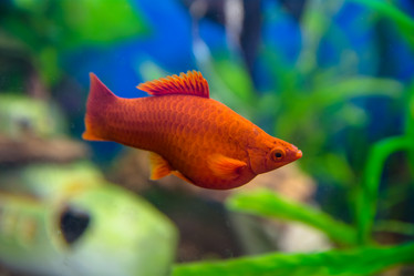 Similar image 21765486