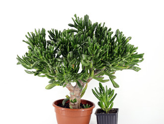 Similar image 21764841