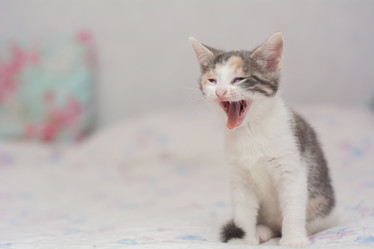 Similar image 21767120