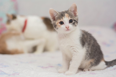 Similar image 21767121