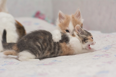 Similar image 21767122