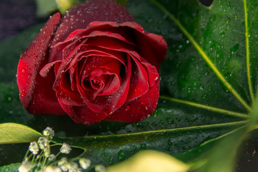 Similar image 21767160