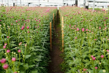 Similar image 21724834