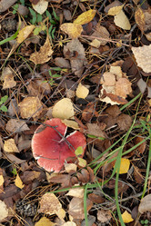 Similar image 21736009