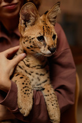 Similar image 21741781