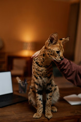 Similar image 21739076