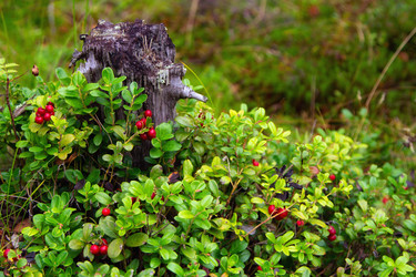 Similar image 21779585