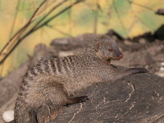 Similar image 21770543