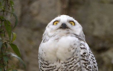 Similar image 21770743