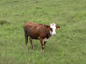 Similar image 21770166