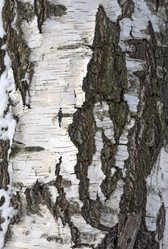 Similar image 21770170