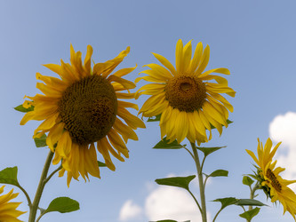 Similar image 21770974