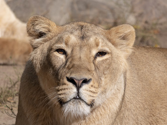 Similar image 21770998