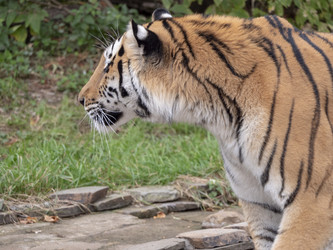 Similar image 21770350