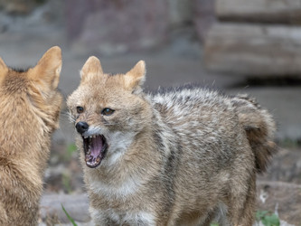 Similar image 21770365